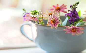 Spring Flowers , blue, color, graphy, beautiful, cup, spring, pink, delicate, flower, flowers HD wallpaper