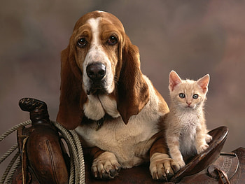 Animals, Dogs HD wallpaper