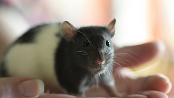Mouse, mouse, animals, rat HD wallpaper