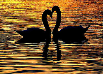 swan lake, golden, love, couple, swan, nature, water, lake, sunset HD wallpaper