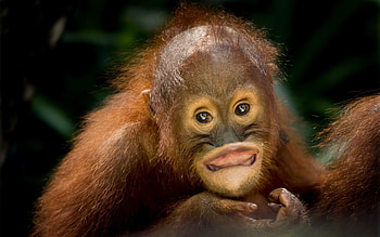 74 orangutan , Stunning , Captivating grace, Green landscape HD wallpaper