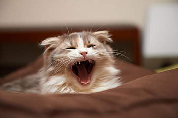 Animals, Cat, Fluffy, To Lie Down, Lie, Muzzle, Scream, Cry HD wallpaper