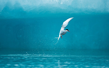 Bird, blue, white, pasare, water, arctic HD wallpaper