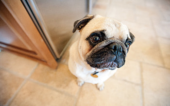 Animals, Dog, Muzzle, Sight, Opinion, Pug HD wallpaper
