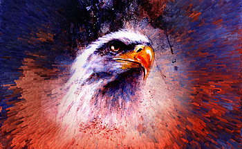 Eagle Abstract , eagle, abstract, artist, artwork, digital-art HD wallpaper