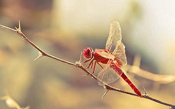 Macro, Blur, Smooth, Branch, Insect, Dragonfly HD wallpaper
