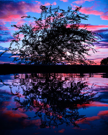 Nature, Sunset, Clouds, Wood, Tree, Branches HD phone wallpaper