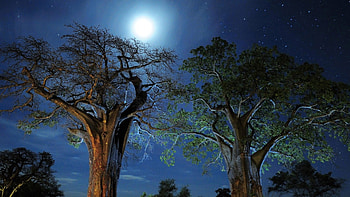 african trees under moonlight, night, moon, light, trees, stars HD wallpaper