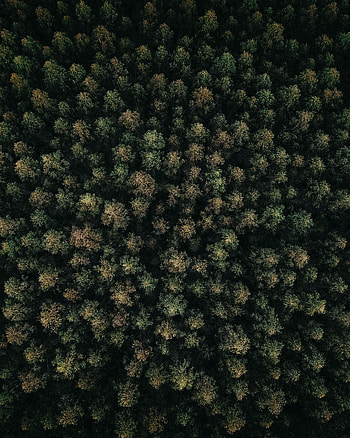 Nature, Trees, View From Above, Top, Forest, Tops HD phone wallpaper