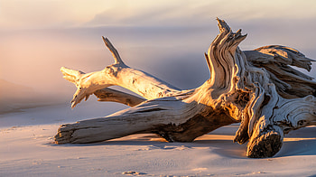 Driftwood HD wallpaper