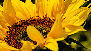 Flower, Macro, Insect, Ladybug, Ladybird, Sunflower HD wallpaper