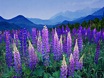 Lupin field, beautiful, fresh, lupin, nice, mountain, pretty, field, flower, clouds, nature, sky, lovely HD wallpaper