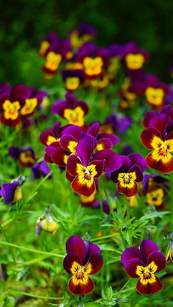 Pansy, Purple HD phone wallpaper