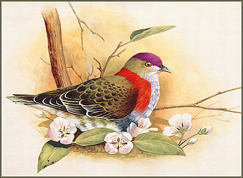 SUPERB FRUIT DOVE, purple, flowers, sitting, red HD wallpaper