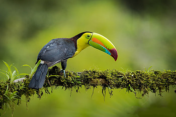 Toucan, colorful beak, bird HD wallpaper