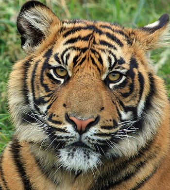 Detailed close-up of a tiger's face with intense gaze and striking facial features. HD phone wallpaper