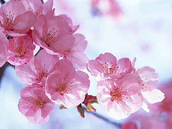 Plants, Flowers HD wallpaper