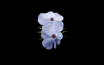 Flowers, Background, Dark, Stamens, Two HD wallpaper