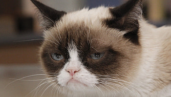 Grumpy Cat, animals, cats, cute, tardar sauce HD wallpaper