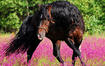 Horse, caballo, animals, cavalo HD wallpaper