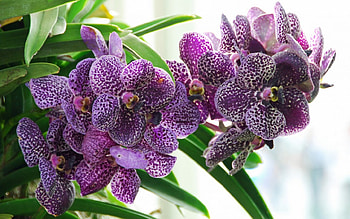 Beautiful flower, purple, great, violet, flower HD wallpaper
