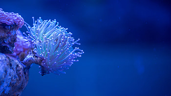 Sea Anemone, Posted by Sarah Cunningham HD wallpaper