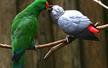 Animals, Couple, Pair, Branch, Parrot HD wallpaper
