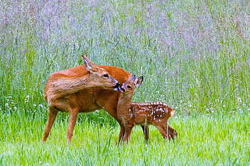 A little clean up, licking face, fawn, deer, love, doe, brown with white spots, forest HD wallpaper