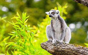 Lemur, cute, animal, nature HD wallpaper