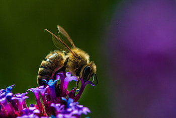 Bee, Insects HD wallpaper