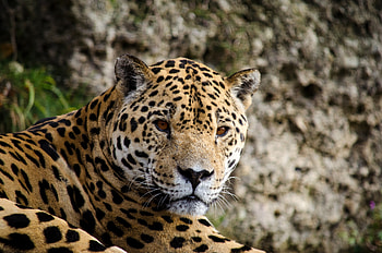 Jaguar, predator, animal, stare, muzzle HD wallpaper