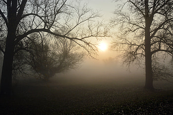 Nature, Sun, Dawn, Forest, Fog, Branches HD wallpaper
