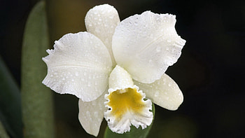 Drops, Flower, Macro, Bud, Orchid HD wallpaper