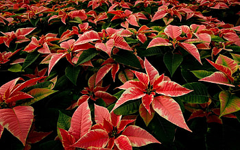 Poinsettia beauty, floral delight, Holiday blooms, Vibrant Christmas flowers HD wallpaper