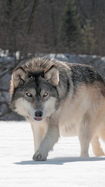 Gray Wolf, Wild wolf, Sony Xperia HD phone wallpaper