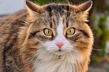 Animals, Cat, Fluffy, Muzzle, Sight, Opinion HD wallpaper