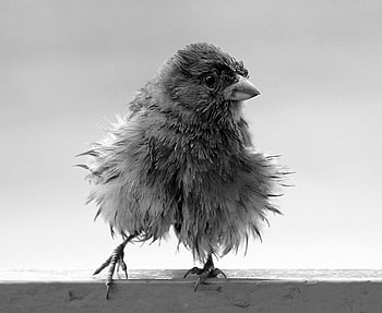 Ms. Fluffy Pants, birds, fledgling, animals, black and white, baby bird HD wallpaper