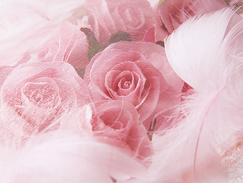 Plants, Holidays, Flowers, Roses, Postcards, March 8, International Women's Day (Iwd) HD wallpaper