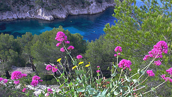 Springtime at the bay, wildflowers, rocks, coast, blossoms, bush HD wallpaper