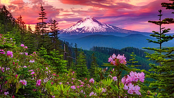Landscape with mountain and flowers, pink, beautiful, sky, peak, sunset, majestic, mountain, purple, wildflowers, view HD wallpaper
