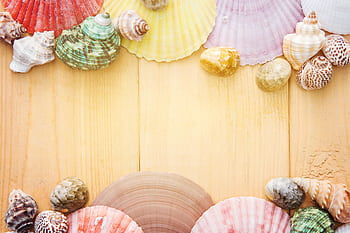 Vibrant seashell collection arranged on a wooden background, perfect for summer themes. HD wallpaper