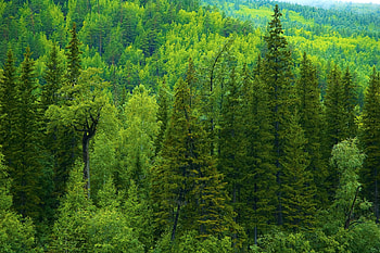 Landscape, Trees HD wallpaper