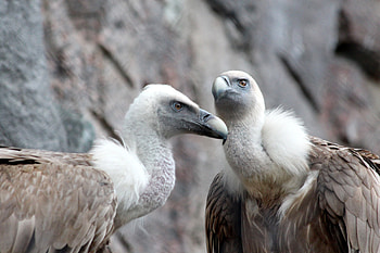Seabird graphy, Avian diversity, Fauna and wildlife, Griffon vulture's habitat HD wallpaper