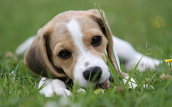 Animals, Grass, To Lie Down, Lie, Muzzle, Puppy HD wallpaper