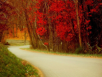 Autumn Path, trees, autumn, nature, path HD wallpaper