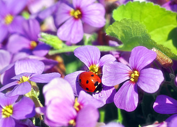 Flowers, Macro, Insect, Ladybird, Ladybug HD wallpaper