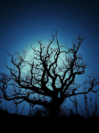 Dark tree , backgrounds, Mysterious beauty, Captivating scenes HD phone wallpaper