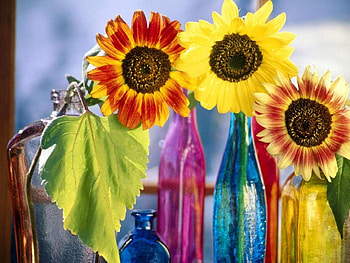 Colorful Sunflowers, bottles, colorful, glass, sunflowers HD wallpaper
