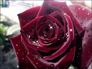 Plants, Flowers, Roses HD wallpaper