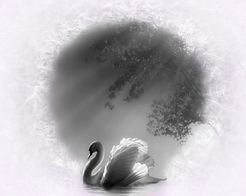 Swan Memories , Swan, reflection, Memories, Trees, Fantasy HD wallpaper